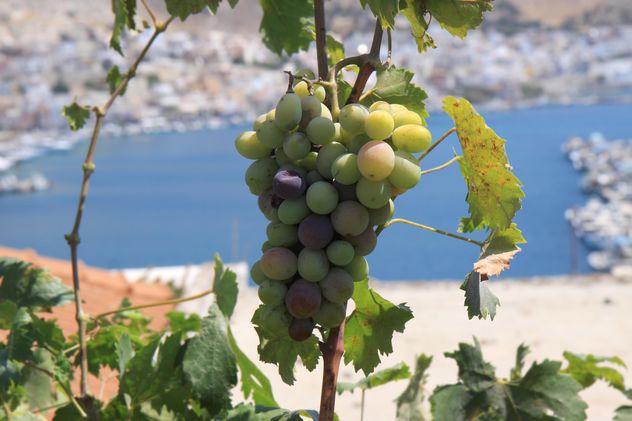 Organic Greek Grapes - Free image #272935