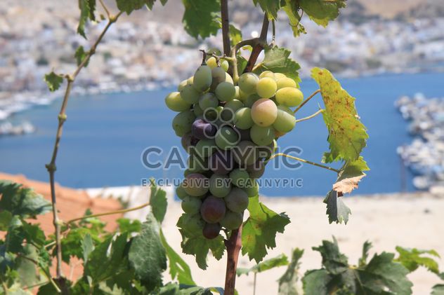 Organic Greek Grapes - image gratuit #272935 