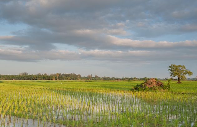 Rice fields - бесплатный image #272955