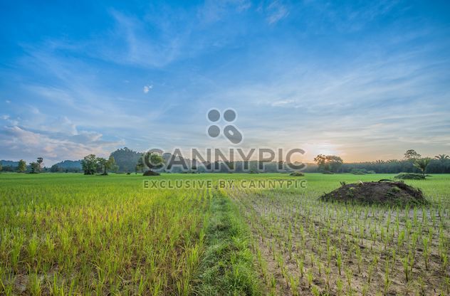 Rice fields - Kostenloses image #272965