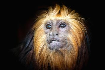 Monkey portrait - image #273015 gratis