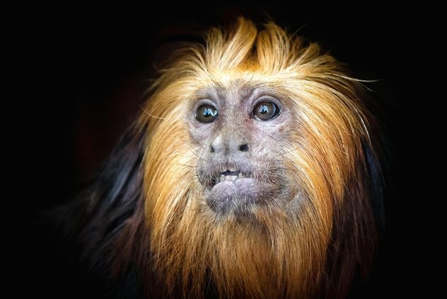 Monkey portrait - image gratuit #273015 