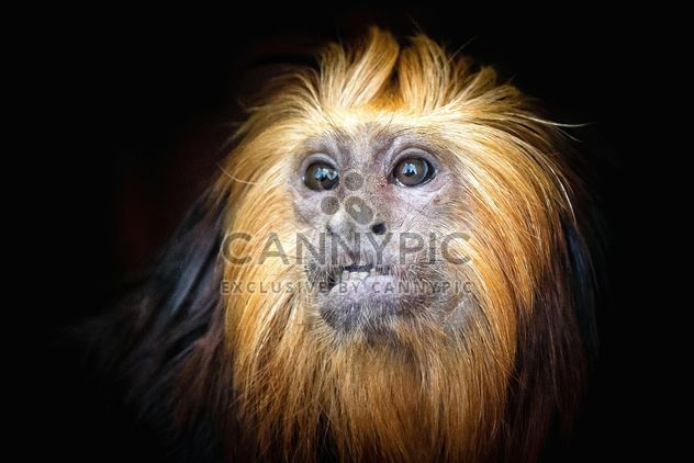 Monkey portrait - image gratuit #273015 