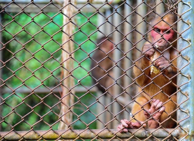 monkey in the zoo - image #273055 gratis