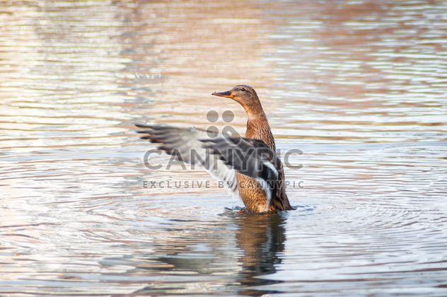 Wild duck on lake - Free image #273175