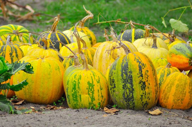 Ripe pumpkins in garden - Kostenloses image #273215
