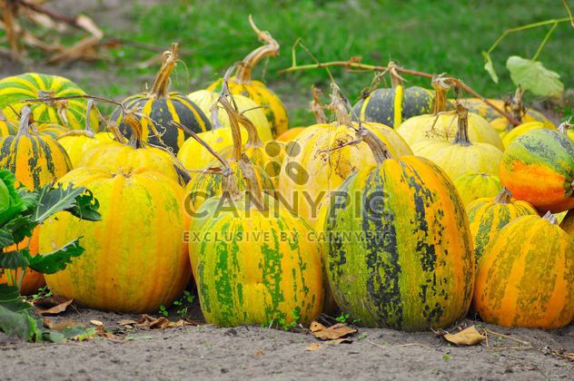 Ripe pumpkins in garden - image gratuit #273215 