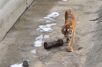Ussuri tiger - image gratuit #273625 