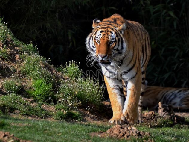 Tiger in Park - image gratuit #273645 