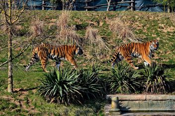 Tigers in Park - image gratuit #273655 