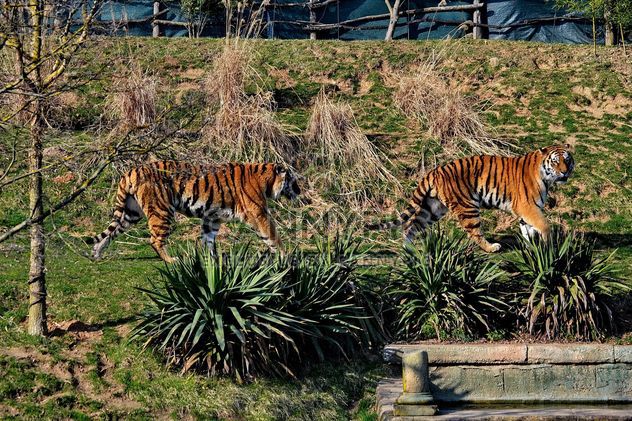 Tigers in Park - image #273655 gratis