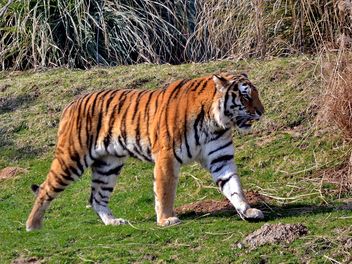 Tiger - image #273665 gratis