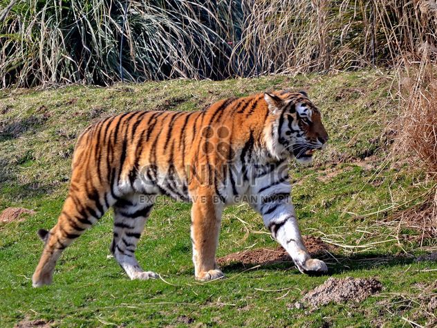 Tiger - Kostenloses image #273665