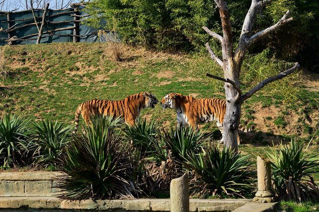 Tigers in a Zoo - Kostenloses image #273675