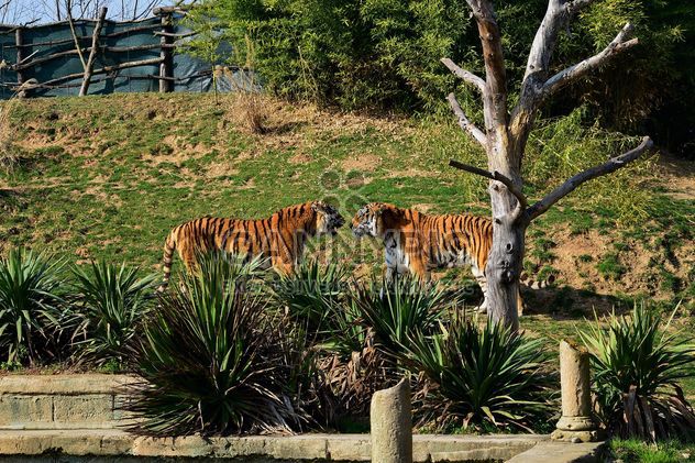 Tigers in a Zoo - image #273675 gratis