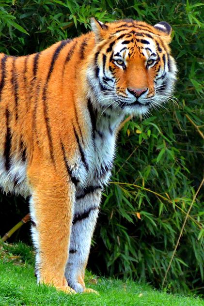 Tiger - Kostenloses image #273685