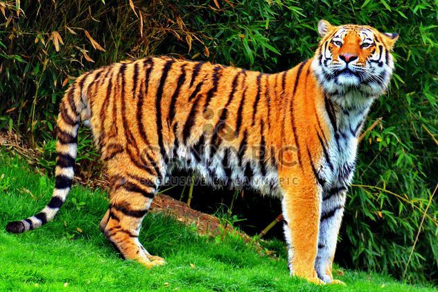Tiger - Kostenloses image #273725