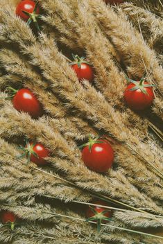 Tomatoes in dry spicas - бесплатный image #274855