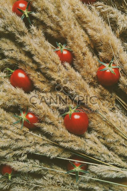Tomatoes in dry spicas - image gratuit #274855 