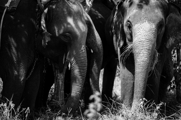Asia elephants in Thailand - Free image #274915