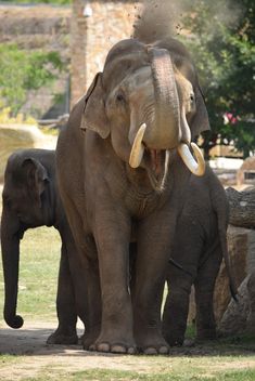 Elephant in the Zoo - Free image #274945