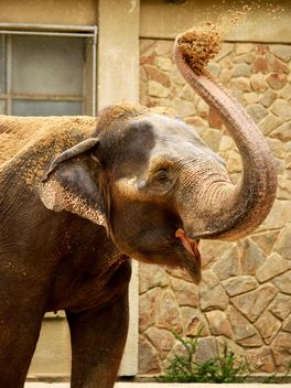Elephant in the Zoo - Free image #274955