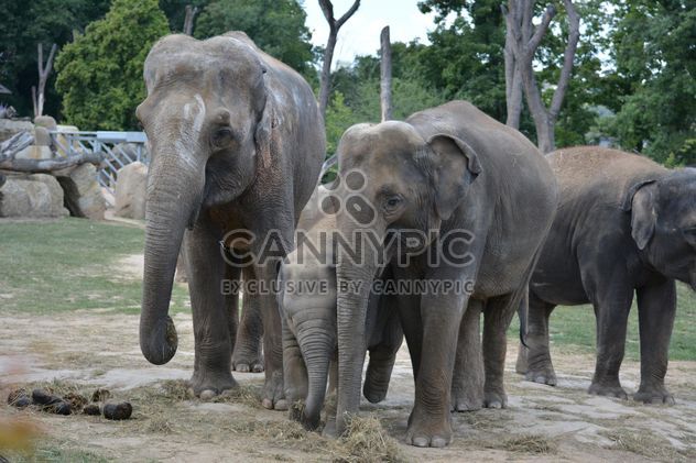Elephants in the Zoo - Free image #274965