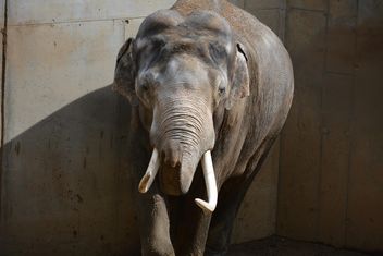 Elephant in the Zoo - Free image #274985