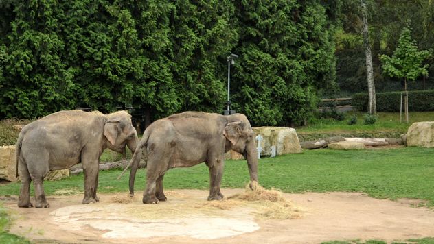 Elephants in the Zoo - Free image #274995