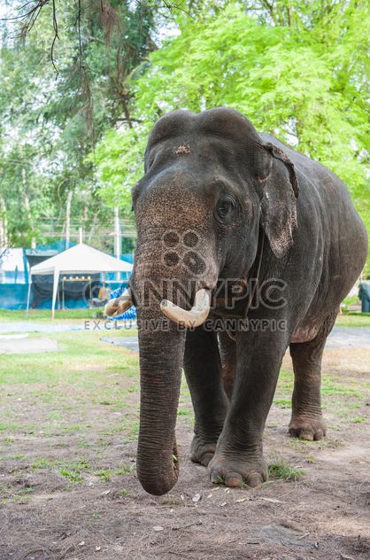 Elephant in the Zoo - image gratuit #275015 