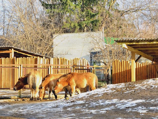 Wild horses in th Zoo - Free image #275025