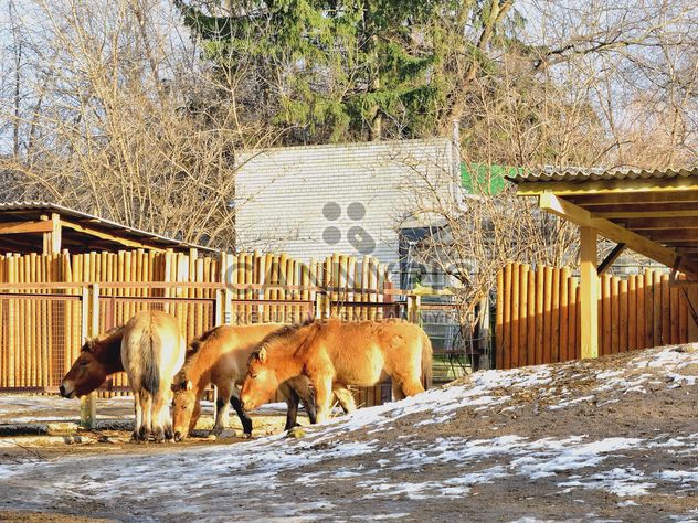 Wild horses in th Zoo - image gratuit #275025 