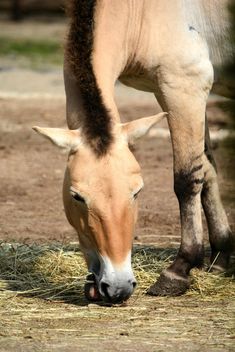 Brown horse - image gratuit #275055 