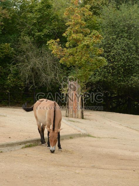 Brown horse - image gratuit #275065 