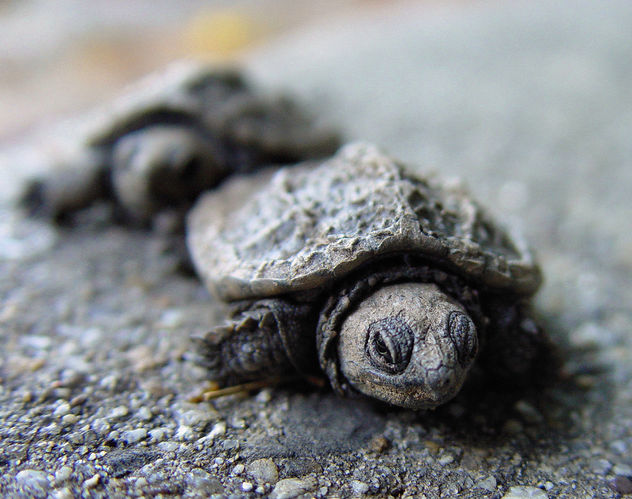 March of the Baby Turtles - Free image #275415