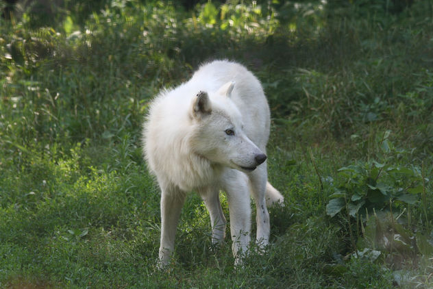 Watchful Arctic Wolf - Free image #275635