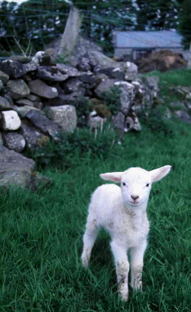 Irish Lamb - Free image #275645