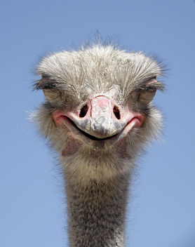 Evil Ostrich? - Kostenloses image #275765