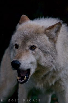 timber-wolf_28381 - image gratuit #275775 