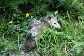 mom opossum and babies - image #275805 gratis