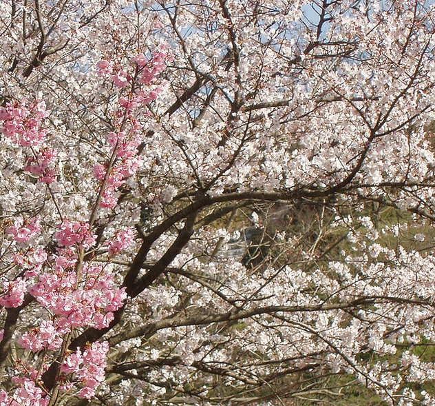 sakura mankai(full blossom) - image gratuit #275905 