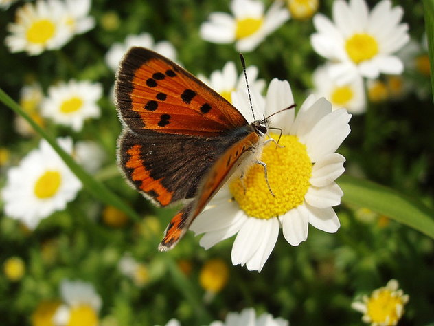 flower and butterfly - image #275925 gratis