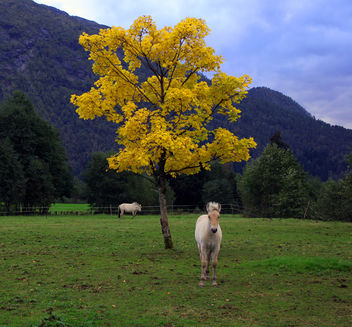 Yellow horse - image gratuit #276065 