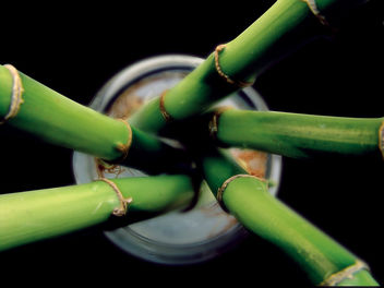 bamboo - image #276105 gratis