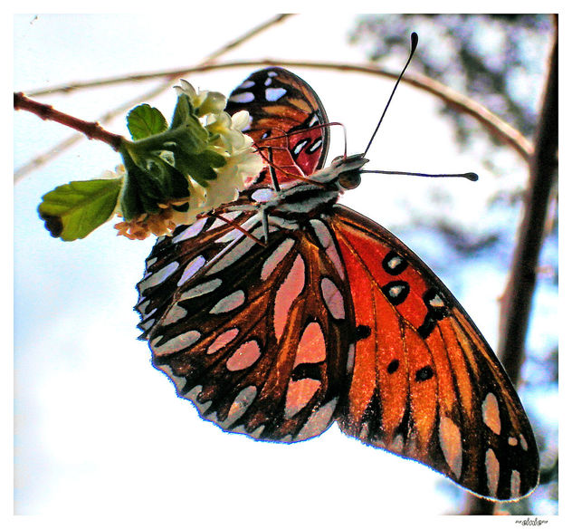 butterfly 19 - Free image #276175