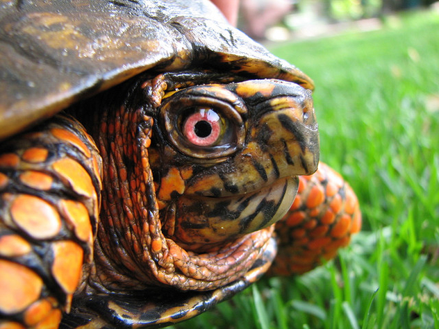 Box Turtle Closeup - Free image #276365