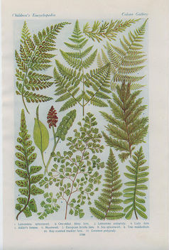 british ferns - image #276405 gratis