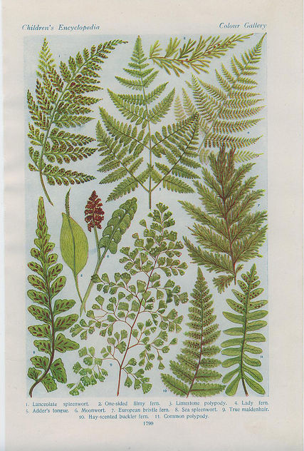 british ferns - image gratuit #276405 