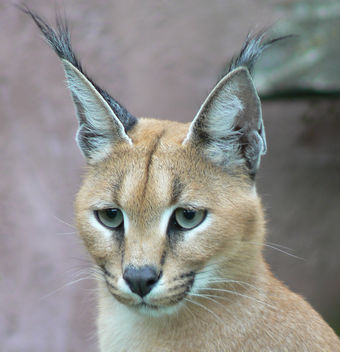 Caracal - Kostenloses image #276505