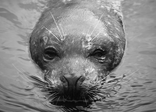 Seal in B&W - бесплатный image #276745